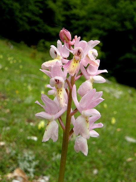 Orchis colemanii - variazioni cromatiche